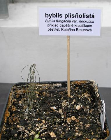 Byblis filifolia 