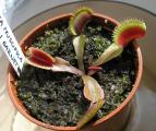 Dionaea muscipula 'Bohemian Garnet'