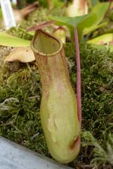 Nepenthes deaniana
