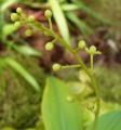 Nepenthes campanulata