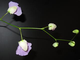 Utricularia alpina × endresii