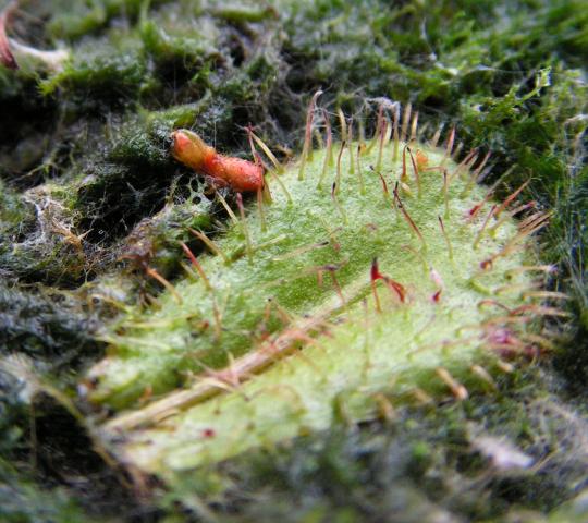 Drosera tubaestylis - listový řízek