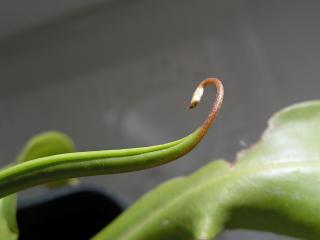 Nepenthes alata × ventricosa