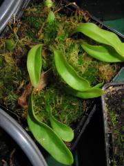 Utricularia calycifida × longifolia