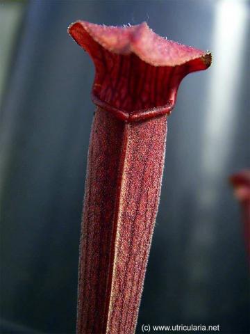 Sarracenia rubra subsp. wherryi 
