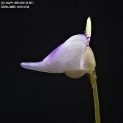 Utricularia arenaria
