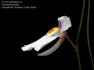 Utricularia laciniata