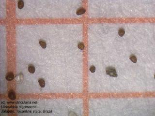 Utricularia nigrescens - semínka