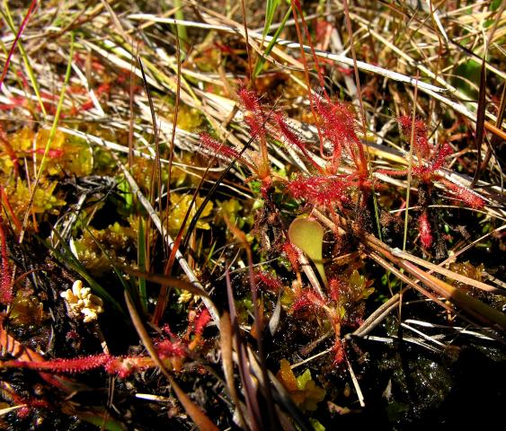 Drosera grantsaui a Utricularia tricolor