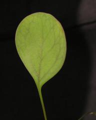 Utricularia humboldtii