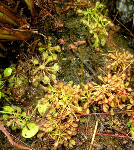 Drosera viridis a Drosera communis