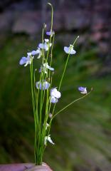 Utricularia rostrata