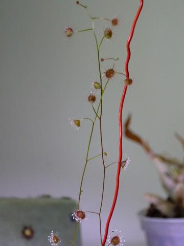 Drosera macrantha subsp. planchonii