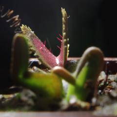 Dionaea muscipula 'Bohemian Garnet'