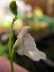 Utricularia livida