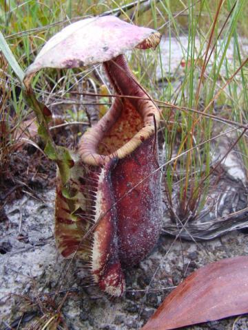 Nepenthes rafflesiana var. alata
