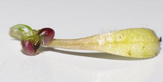 Utricularia novae-zelandiae