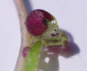 Utricularia novae-zelandiae