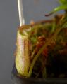 Nepenthes alba