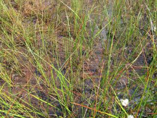 biotop Drosera rotundifolia a Utricularia bremii