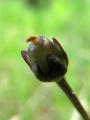 Pinguicula bohemica - semeník