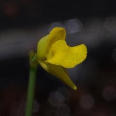 Utricularia bifida