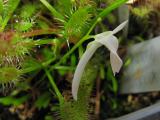 Utricularia microcalyx × sandersonii