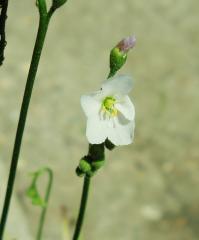 Drosera anglica × filiformis