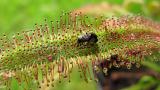 Drosera capensis "Hairy form"