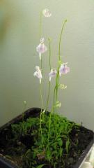 Utricularia microcalyx × sandersonii