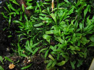 Utricularia delicatula