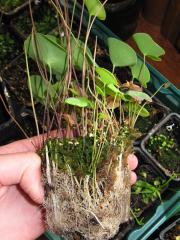 Utricularia nelumbifolia