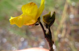 Utricularia australis napadená mšicemi