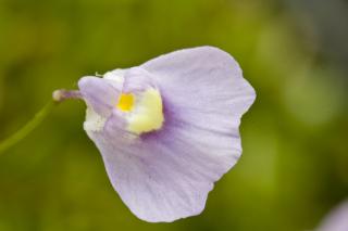 Utricularia sp. "Hermanus"