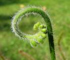Drosera capensis "Hairy form"