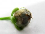 Drosera ramellosa - zrající semeník