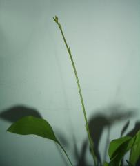 Utricularia asplundii