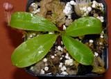 Nepenthes sumatrana