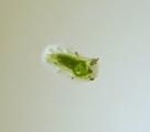 Utricularia nelumbifolia × reniformis - semínko 1 den po vysetí