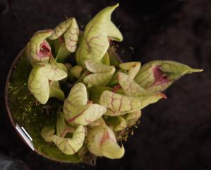 Sarracenia purpurea "Trpasličí čepice"