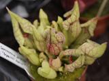 Sarracenia purpurea "Trpasličí čepice"