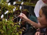 Mladí návštěvníci Výstavy zkouší mucholapky