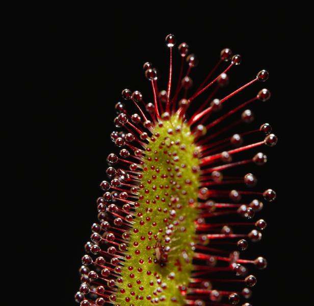 Drosera capensis × aliciae