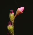 Drosera spatulata × rotundifolia