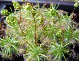 Drosera dichrosepala subsp. enodes