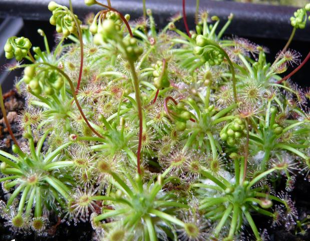 Drosera dichrosepala subsp. enodes