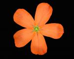 Drosera leucoblasta "Cranbrook, Giant flower"