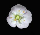Drosera omissa "White flower"