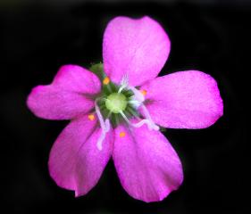 Drosera pulchella "Purple maroon"