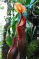 Nepenthes petiolata